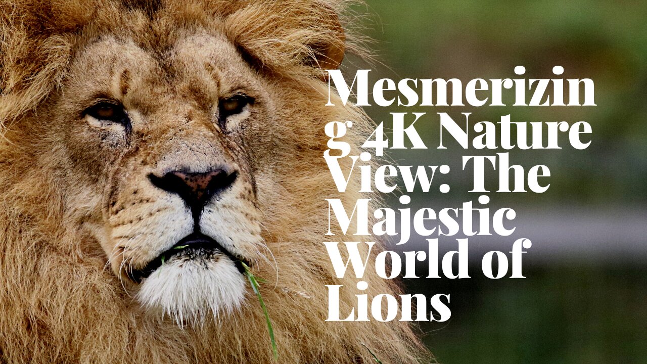 Mesmerizing 4K Nature View: The Majestic World of Lions