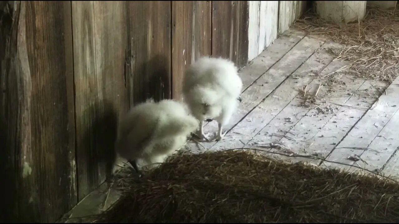 Tee and Vee get fed. Vee wants to sleep, Tee wants to play. 6-23-22
