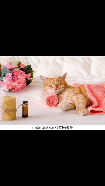 Beautiful Cats😹 & Dogs🐶 Videos of 2023 Compilation! #43