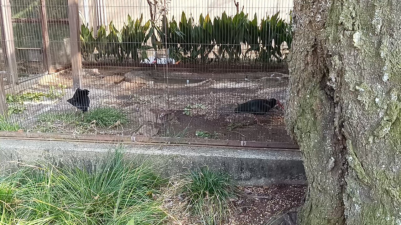 Birds in Ueno Park Zoo