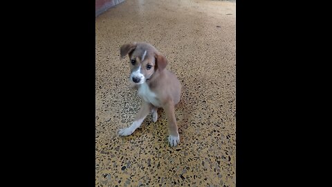 A dog's purpose: expressing pure love to his girl, saying "I LOVE YOU"