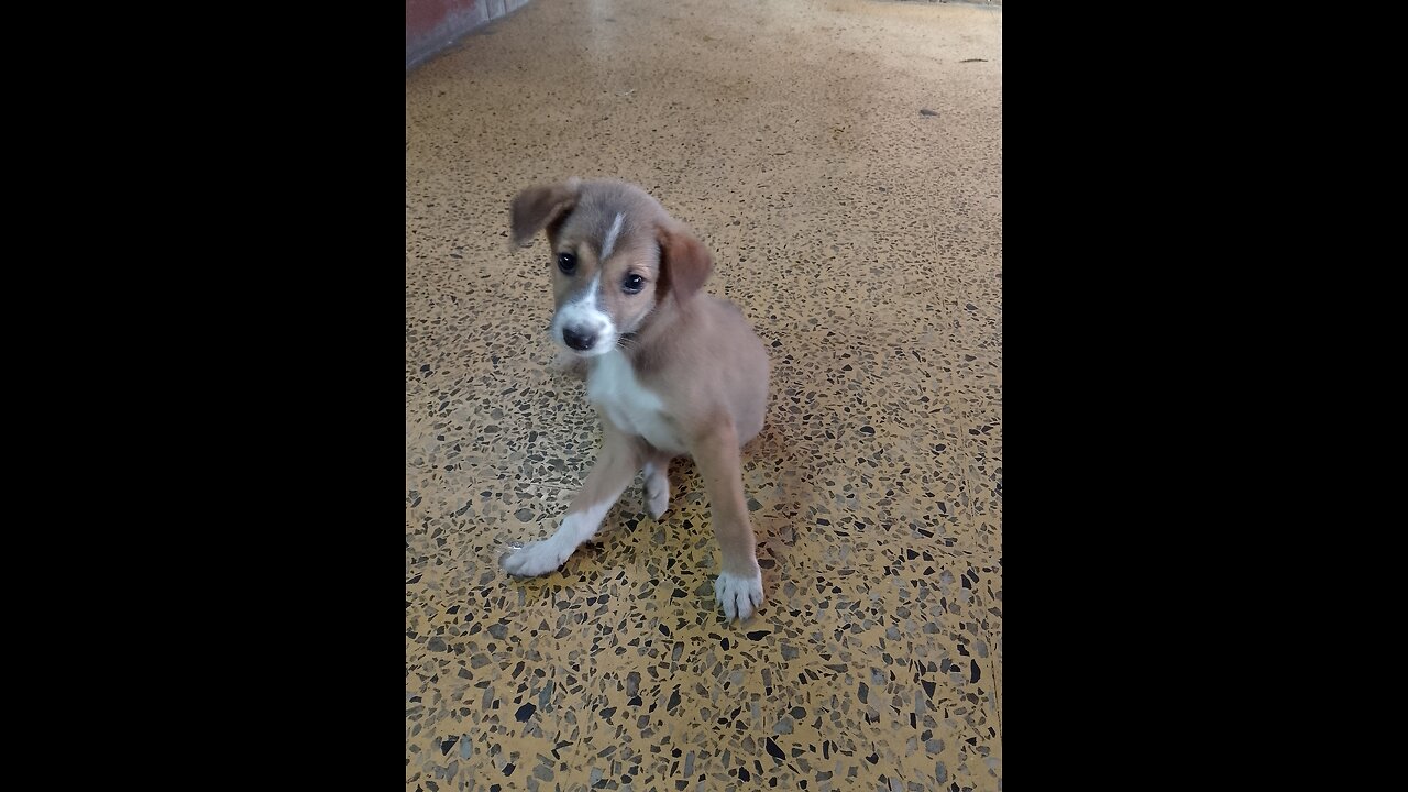 A dog's purpose: expressing pure love to his girl, saying "I LOVE YOU"