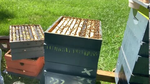 August 8, 2020-HOW'S THIS SWARM QUEEN DOING?