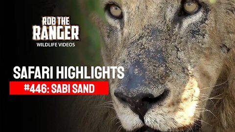 Safari Highlights #446: 24 - 28 November 2016 | Sabi Sand Nature Reserve | Latest Wildlife Sightings