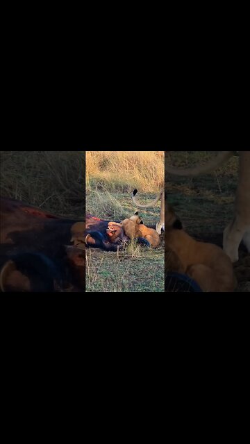 Playing With Food... #Wildlife | #ShortsAfrica