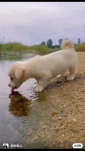 Thirsty puppy