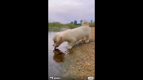 Thirsty puppy