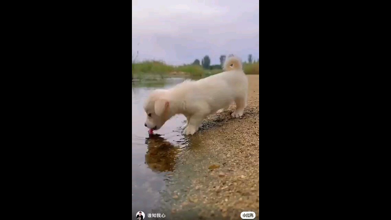 Thirsty puppy
