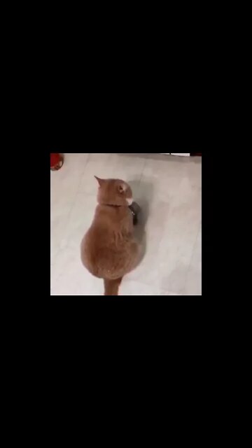 No Food No Peace #catsofyoutube #katzen #katzenaufyoutube #catslover #catsofinstagram #