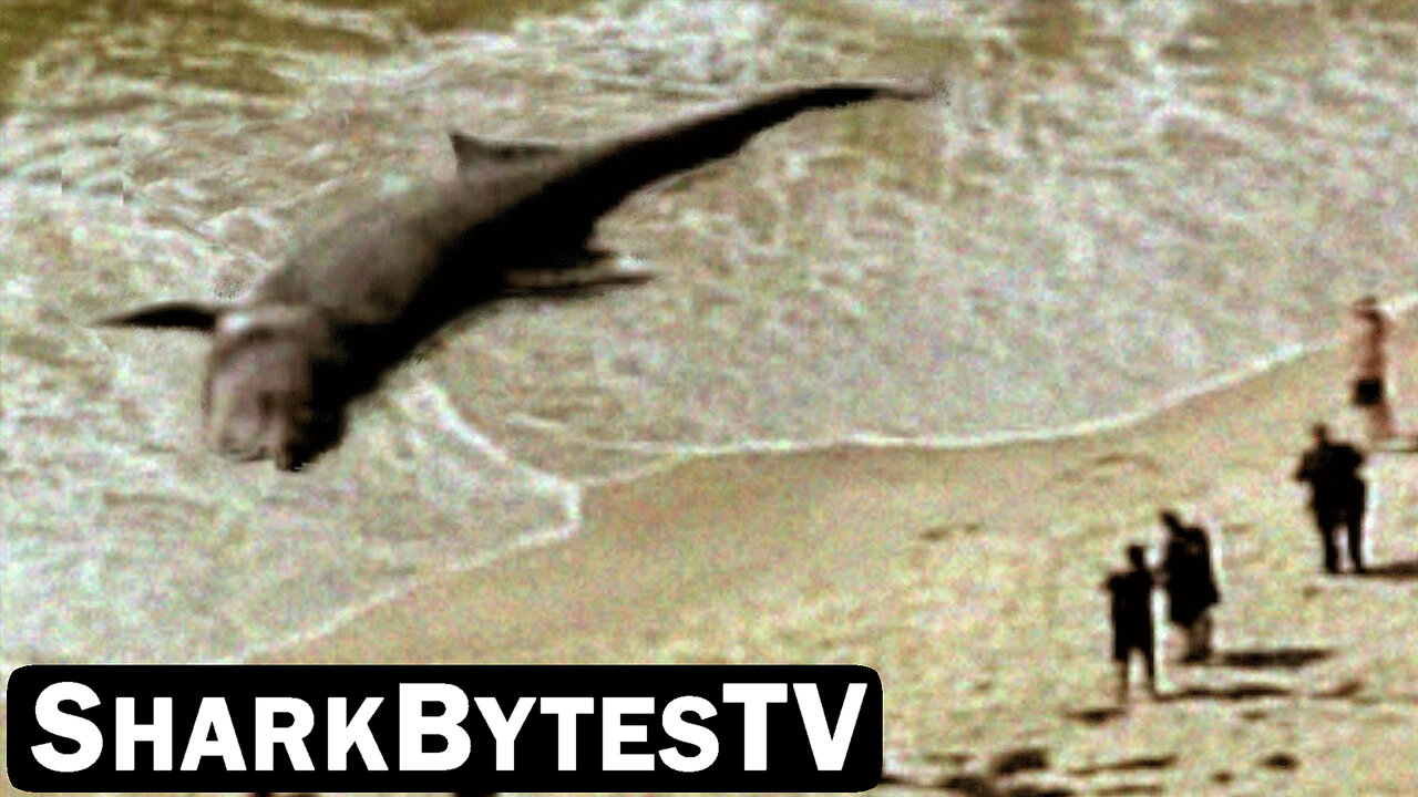 Shark Bytes TV Ep 18, Giant Monster Submarine Shark Found at the Beach - Mega Sharks