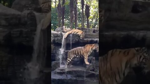 Tigers in summer / Animals / Shorts video #wildanimals