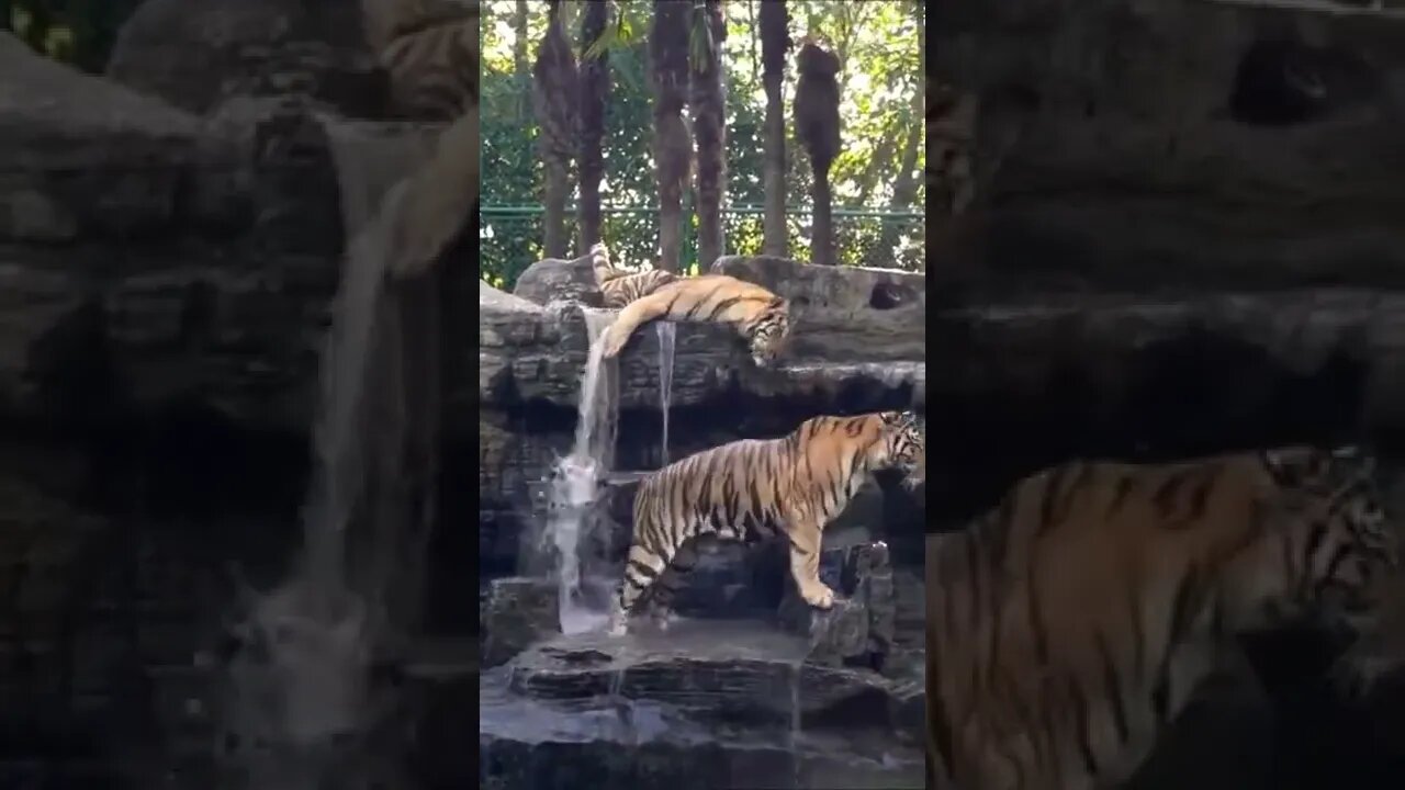 Tigers in summer / Animals / Shorts video #wildanimals