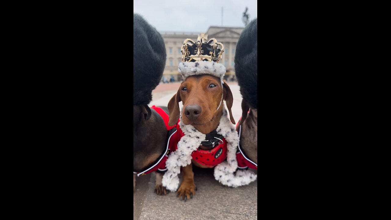 Royal palace guards #cutepuppy #cutedog #cutepet #royal #guards