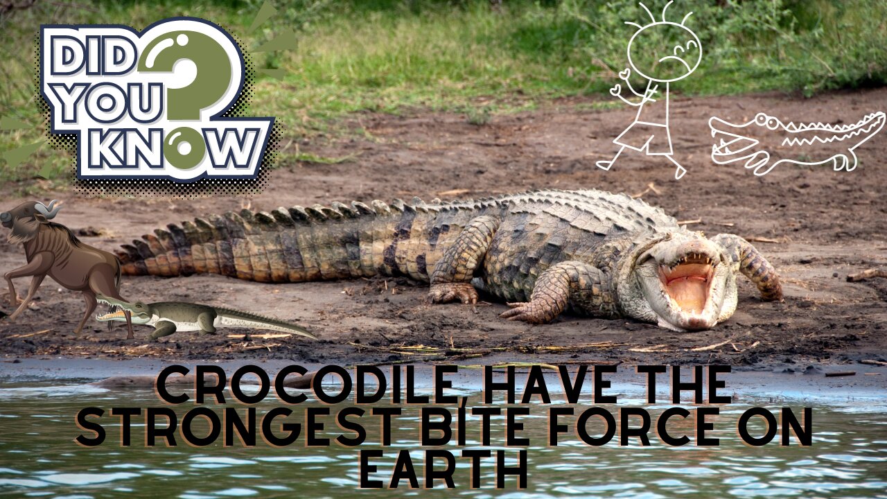 Interesting facts about crocodiles