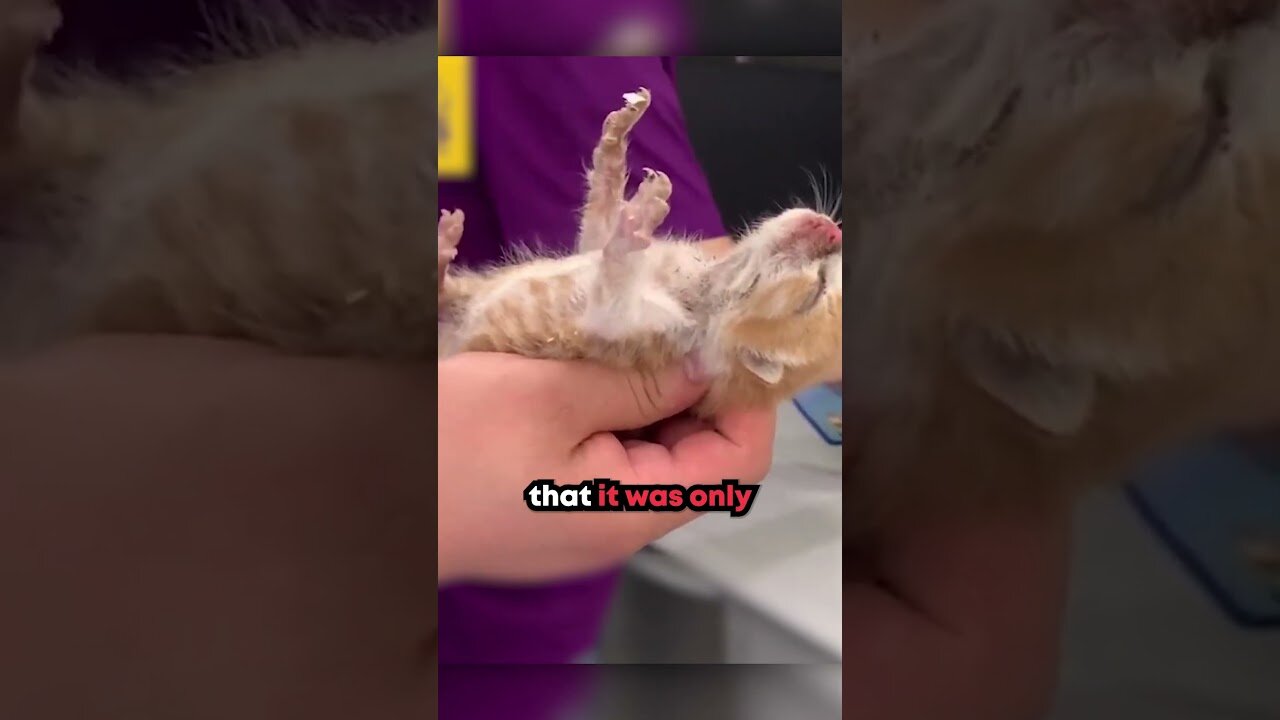 Newborn Kitten Got Rescued ️😭❤️