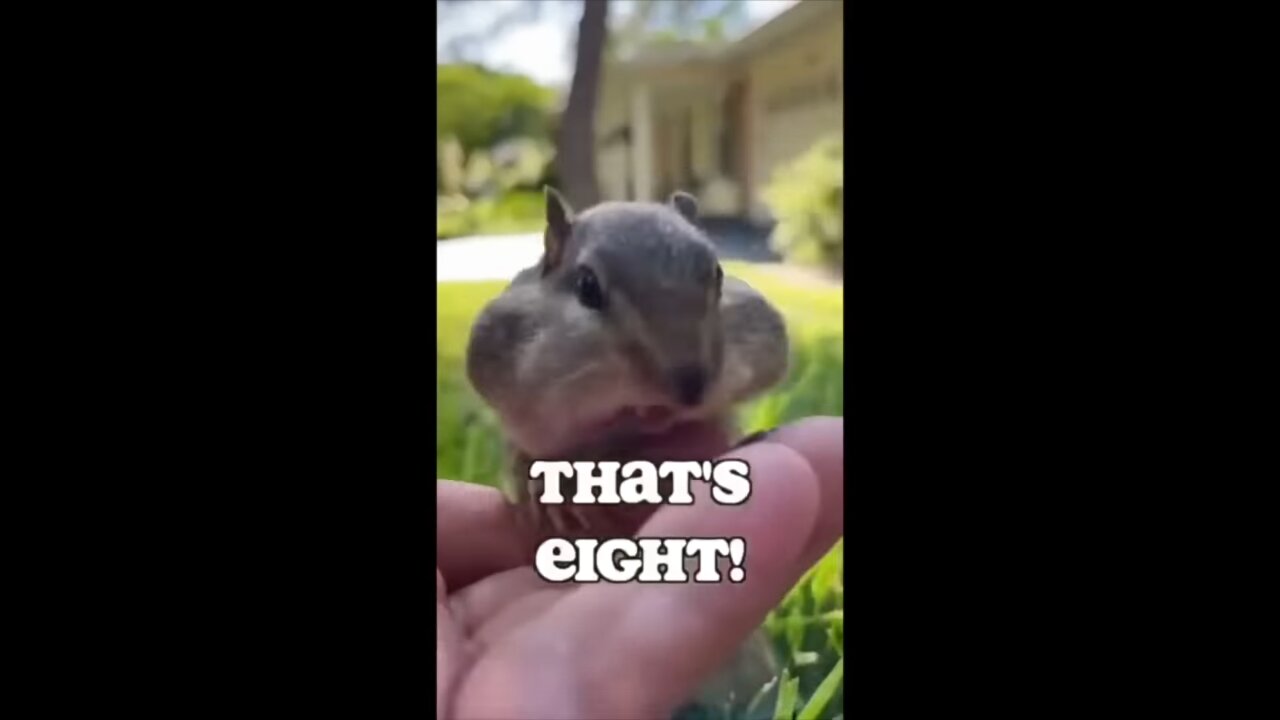 Cute 💕 squirrel : That's Eight 🥰