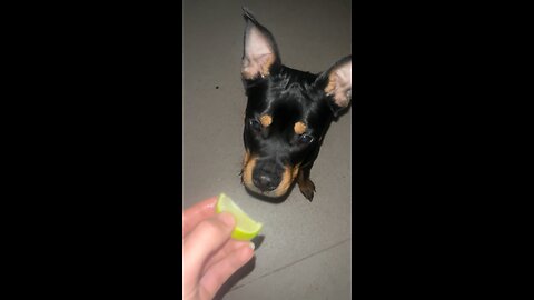 Funny dog says no to LIME 🐶 #viral #comedy #funny #dog #Rottweiler