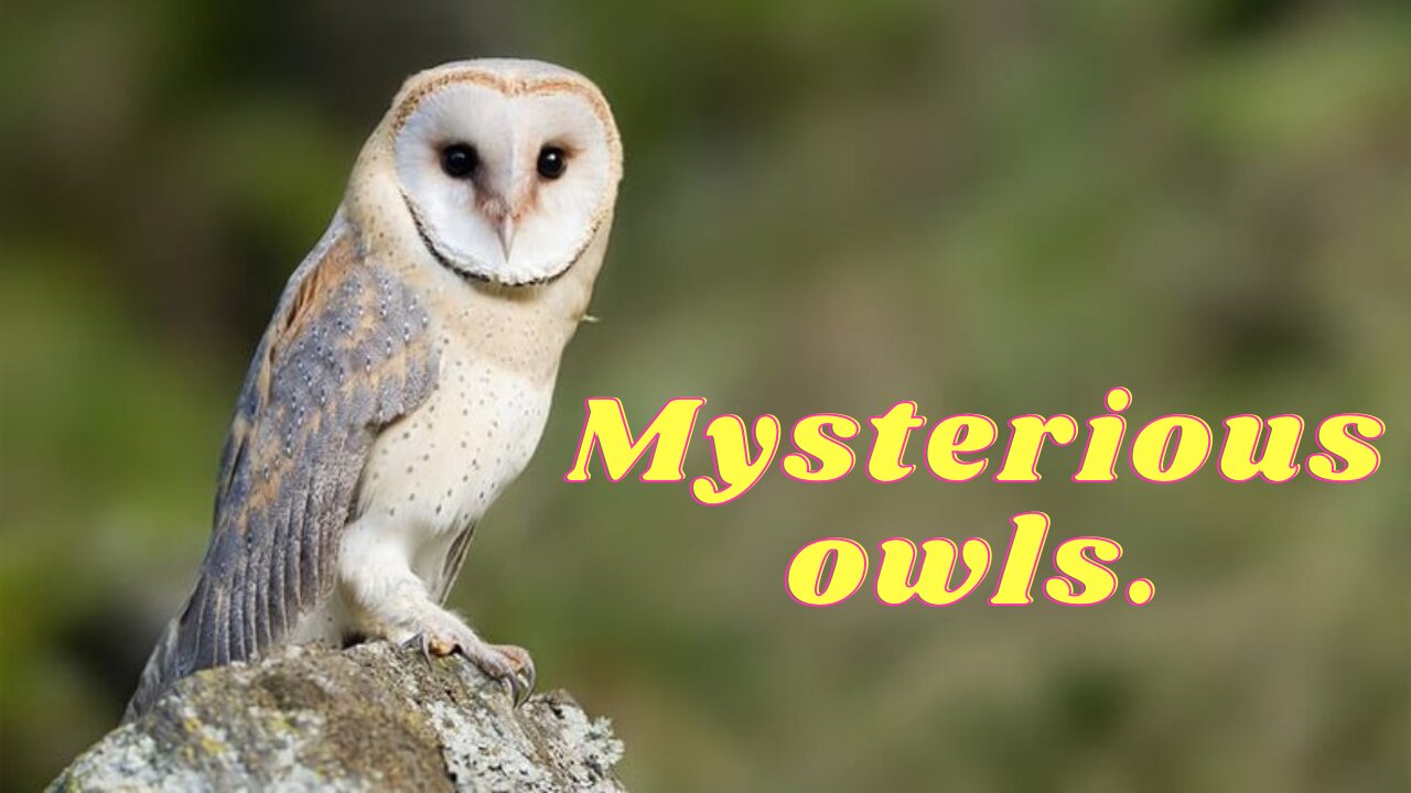 Mysterious owls.