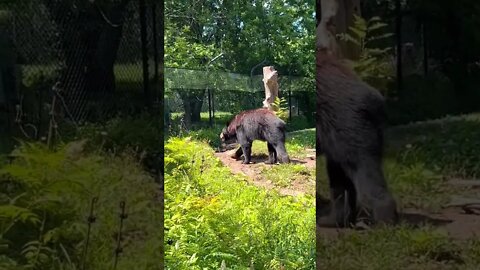 Black Bear in Canada