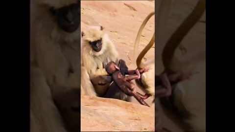 amazing monkey's video #funny #shorts #viral #newstatus #new