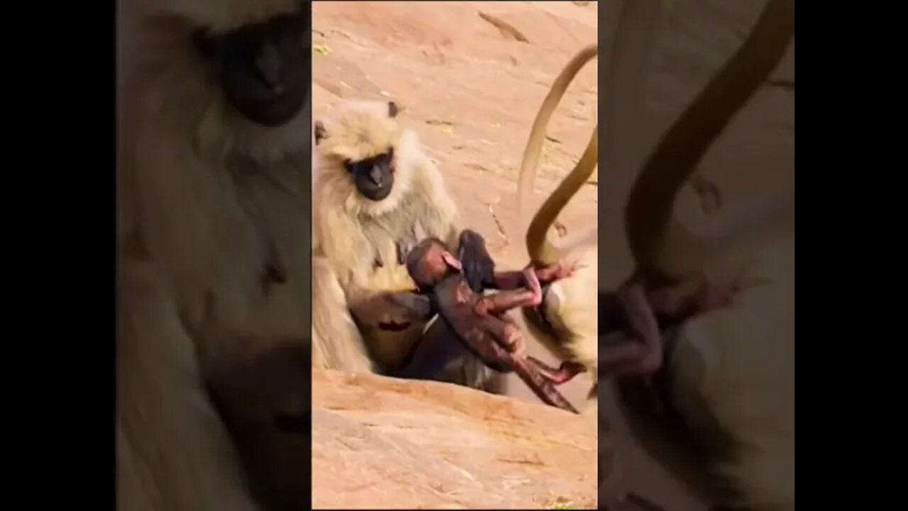 amazing monkey's video #funny #shorts #viral #newstatus #new