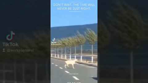 Daily Mood // Don't wait🐑😅😂 #shorts