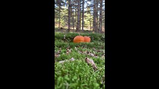 12 gauge shooting pumpkins