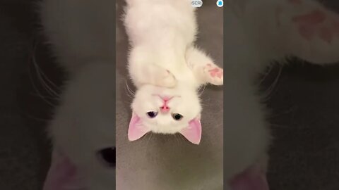 cute cat videos 😹 funny videos 😂 475 😻