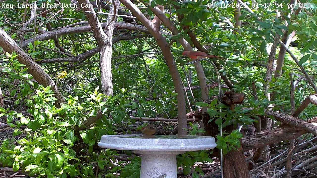 Immature Cardinal takes the plunge!