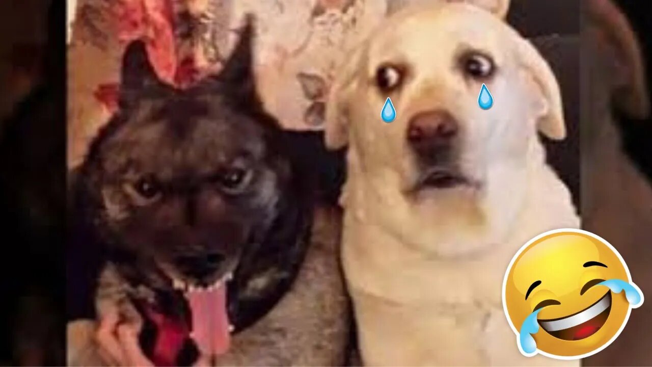 💥Best Moments Funny Pets Fail Viral Weekly😅😜 of July| Funny Animal Videos💥👌