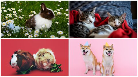 Cute animals responsible. Cute animals reaction. Cute animals. cute animals in.