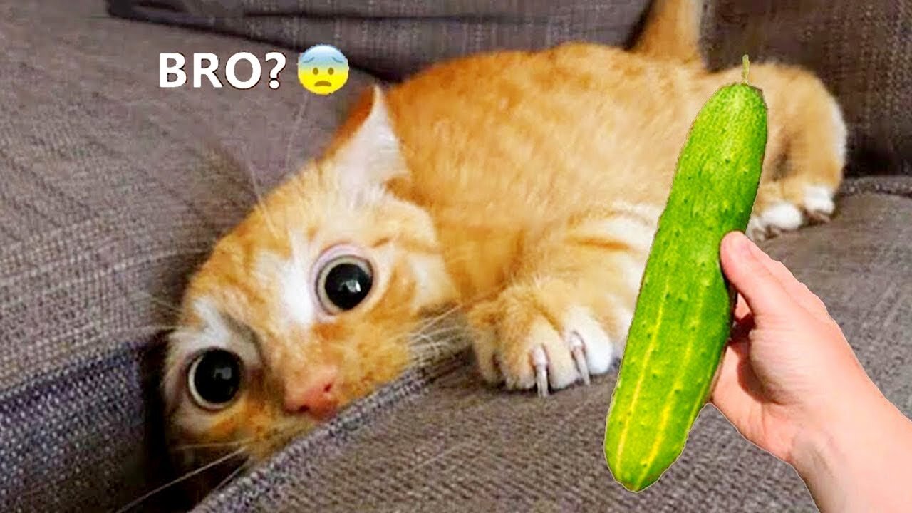 Funniest Animals 2023 🤩😂 Best Cats and Dogs Videos 🐶😻 Part 15