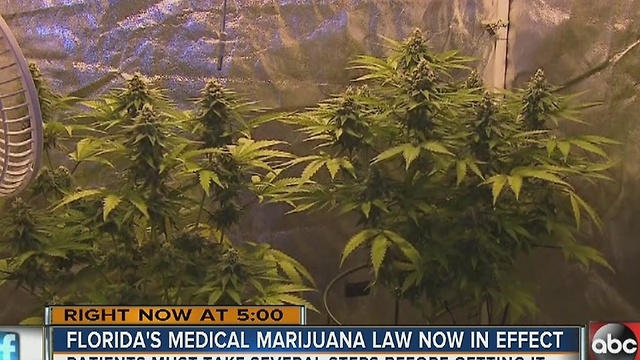 Florida's medical marijuana law now in effect