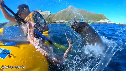 Seal Slaps Man With An Octopus