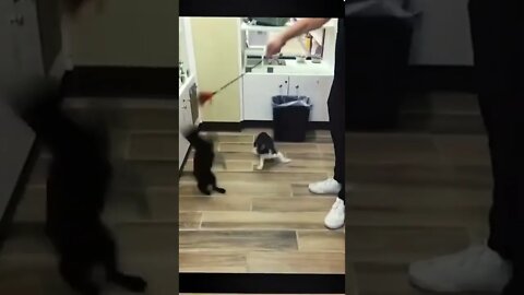 FUNNY CUTE KITTEN - Tiktok Compiled #Shorts