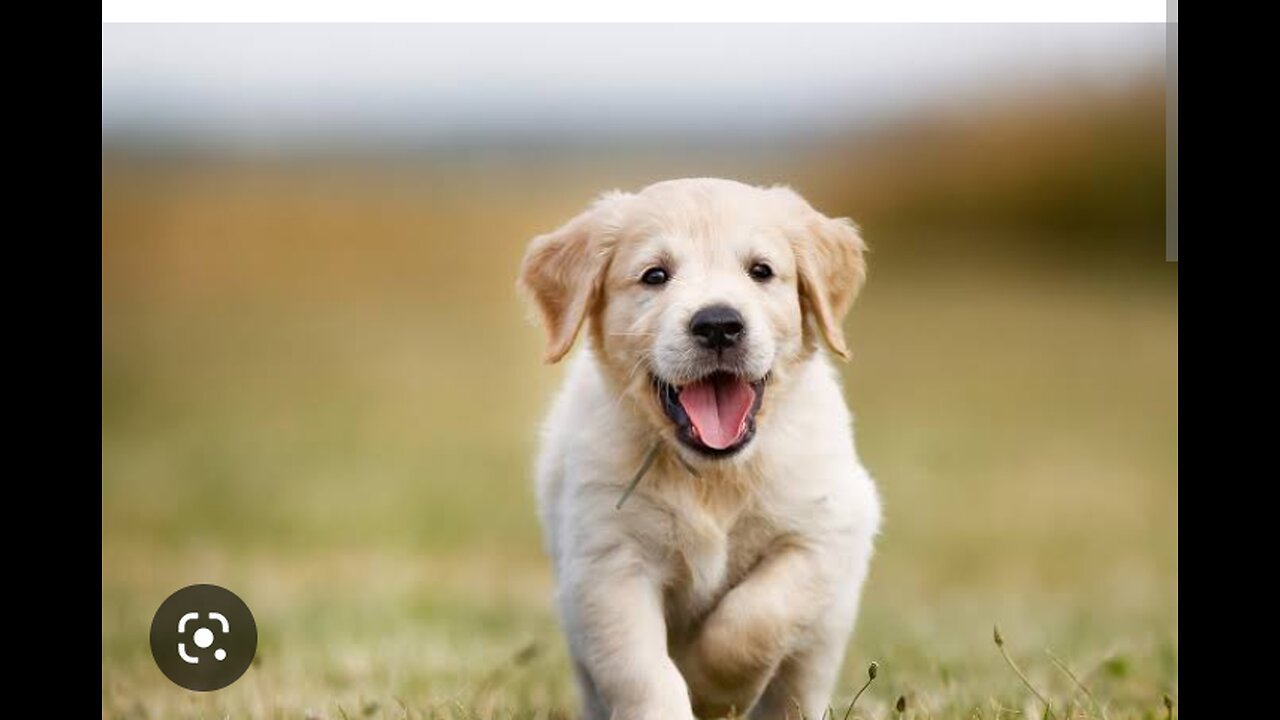 Puppy jumps the stairs in the cutest way ever