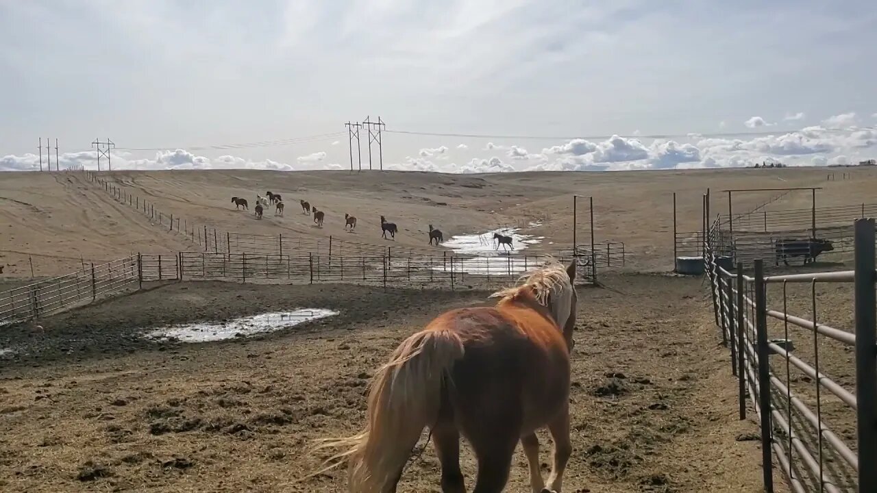 Horse Herd Integration