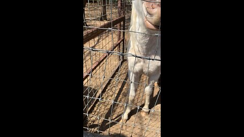 Some cute horse