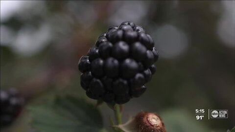 Florida's Next Cash Crop?: The humble blackberry