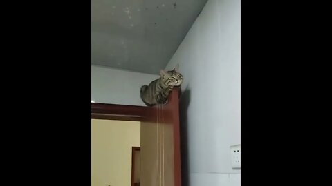 The best place in the house to sleep..🐈🐾💤😅