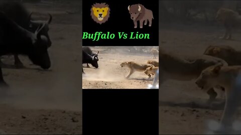Buffalo VS Lion 2022 🦁#shorts #youtubeshorts