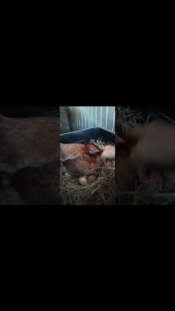 Good morning Forest. She has been sitting along time