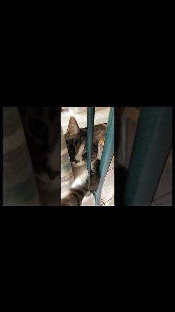 Cats are major jerks sometimes