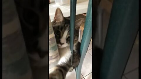 Cats are major jerks sometimes