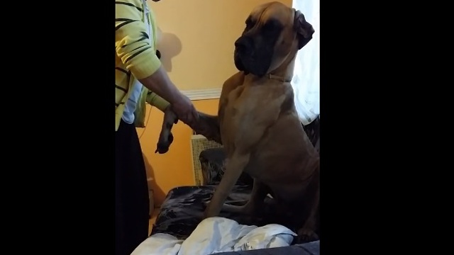 Pampered Great Dane enjoys relaxing massage