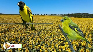 Baderna de pintassilgo o seu canta na hora