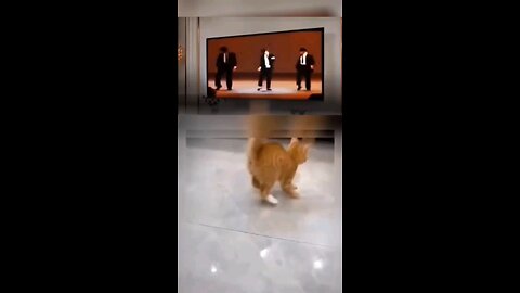 Dancing kitten