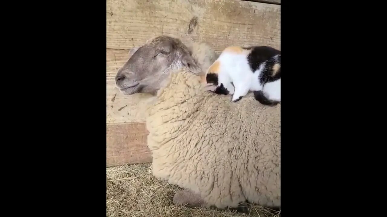 The cat and the sheep