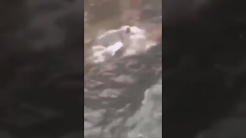 Florida man using the swim lane on the street 🏊