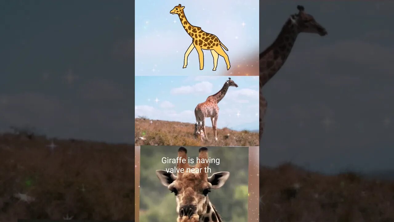 Giraffe speciality,#shorts,#giraffe,#animal,#giraffespeciality,#giraffelove,#tallestanimal,#animals